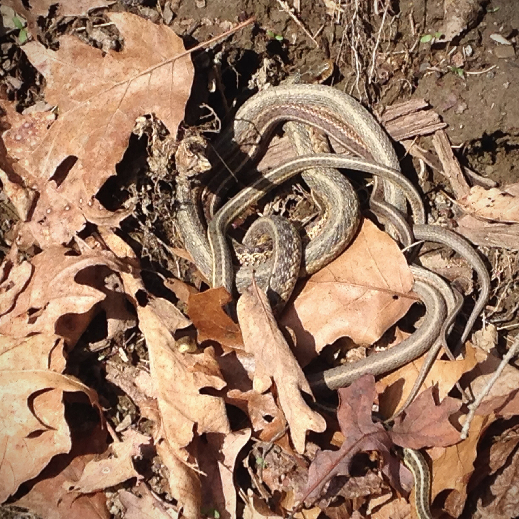 Several snakes are intertwined on the ground among dry leaves.
